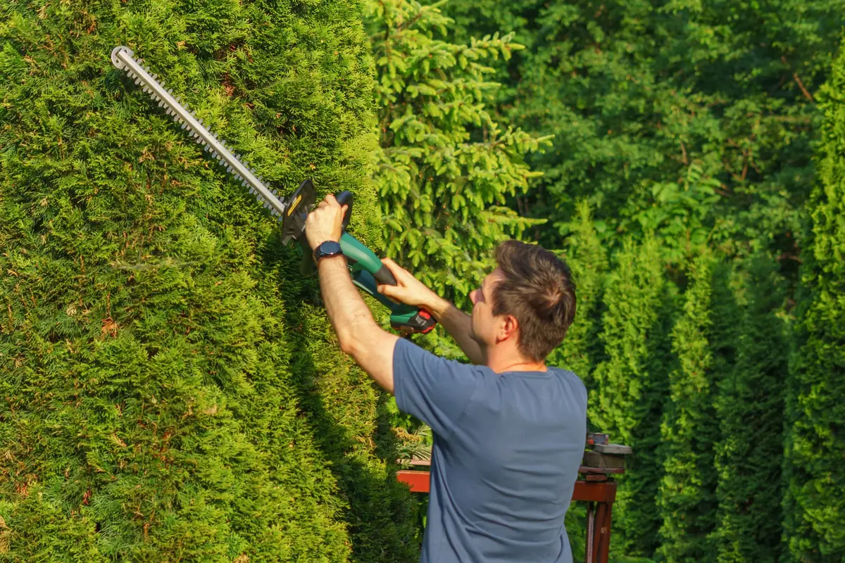 Heckenschnitt an einer Thuja-Hecke mit der Akku-Heckenschere